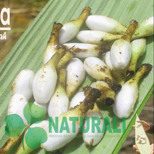 

Buah lemba atau marasi rasa manis