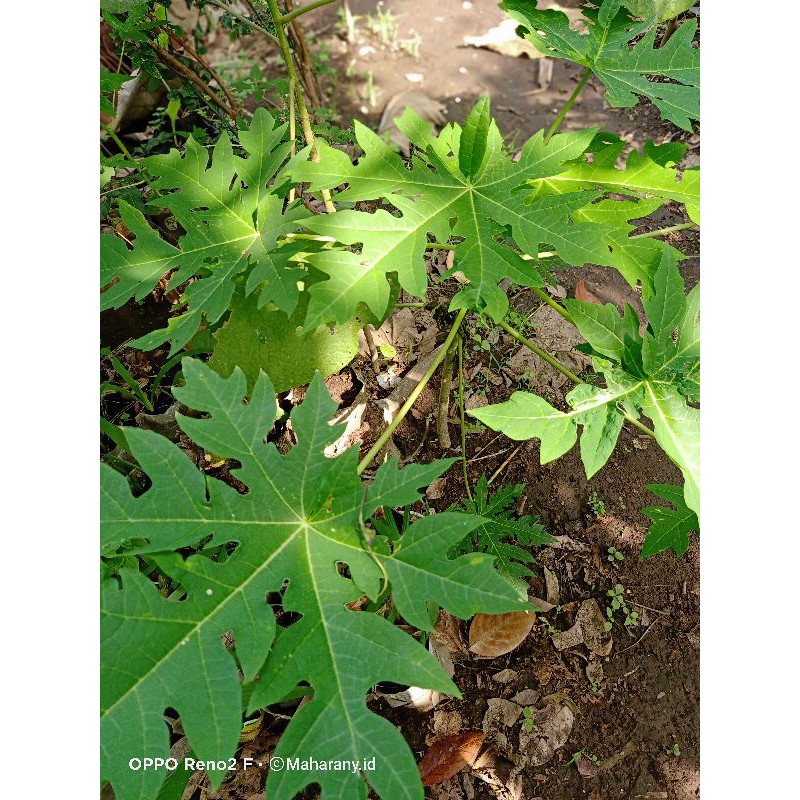 

daun pepaya segar