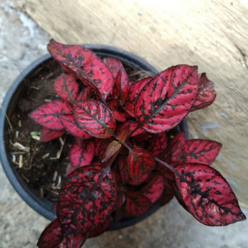 tanaman hipotes merah