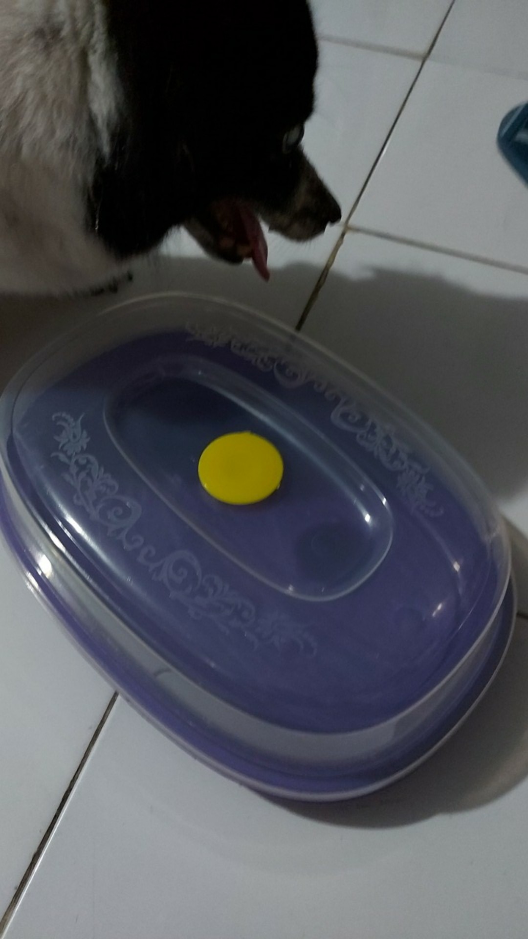 Tempat Bolu / Tempat Kue / Tempat Roti Oval Plastik + Tutup Bening