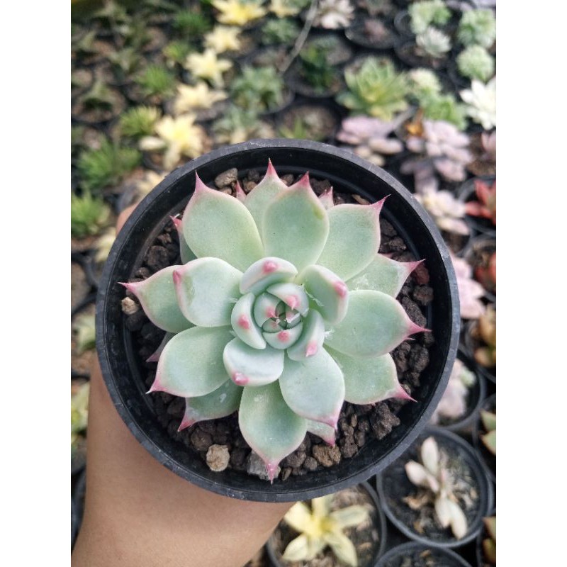 Echeveria Chihuahuaensis
