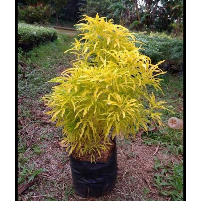 Bunga brokoli kuning