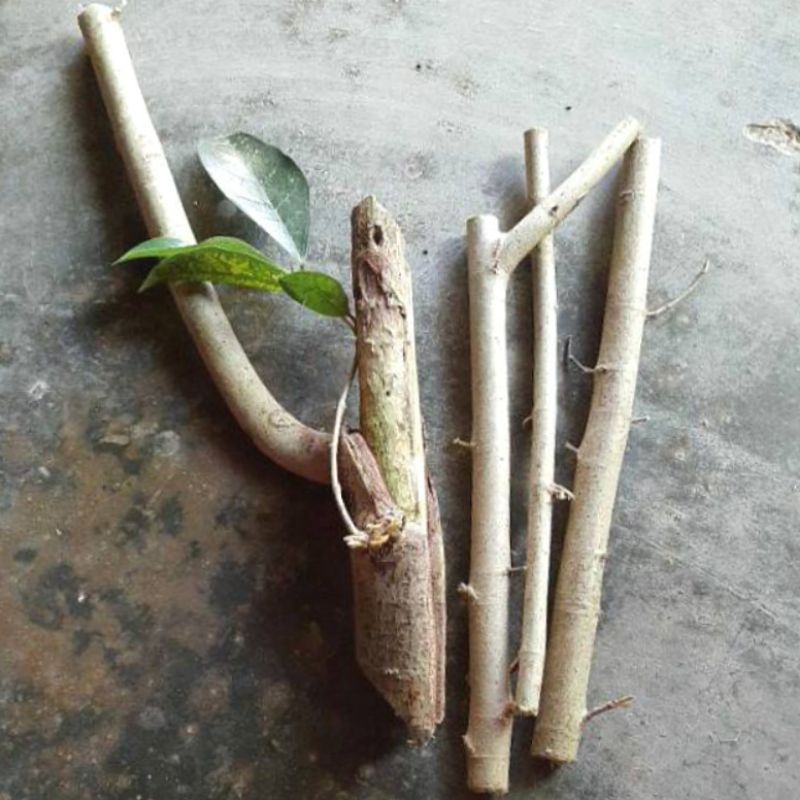 Bahan bonsai STEK ficus Ampelas putih fresh cutting ukuran L