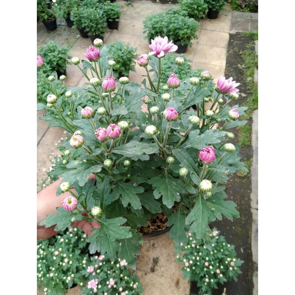 aster pink rimbun / bunga krisan super rimbun