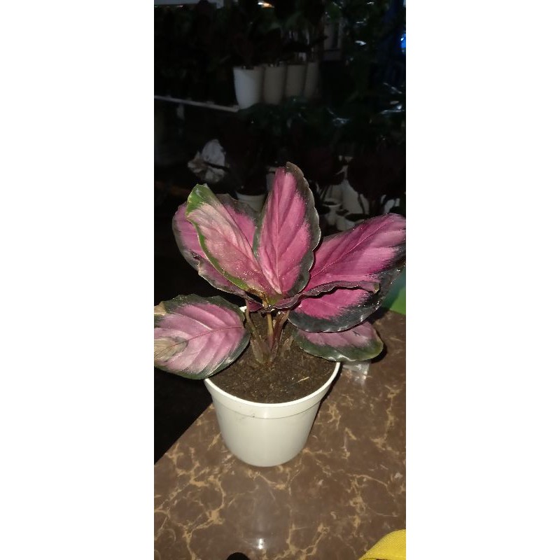 Calathea Roseopicta Crimson