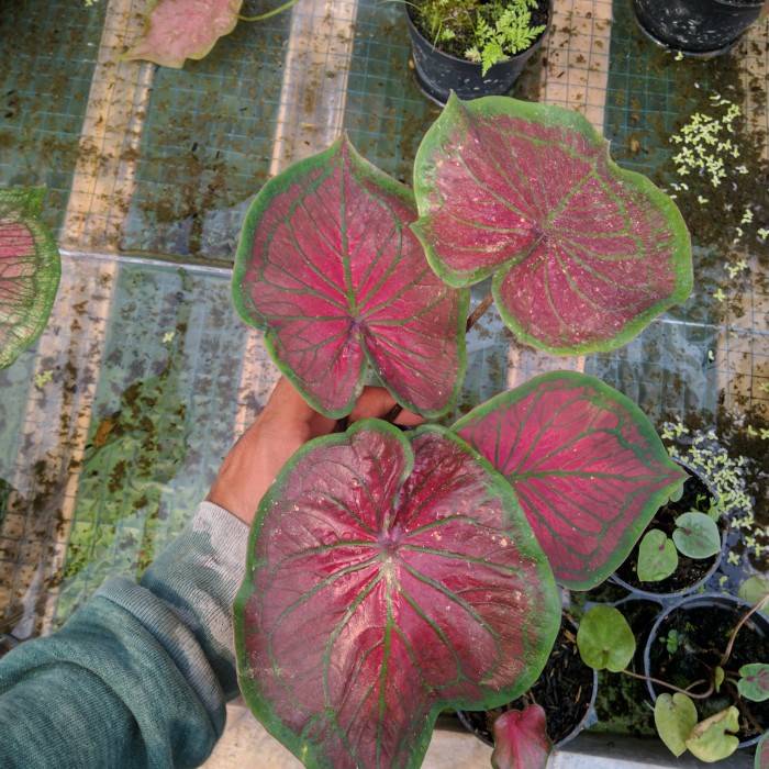 caladium tambuna keladi anakan thailand series,keladi tambuna