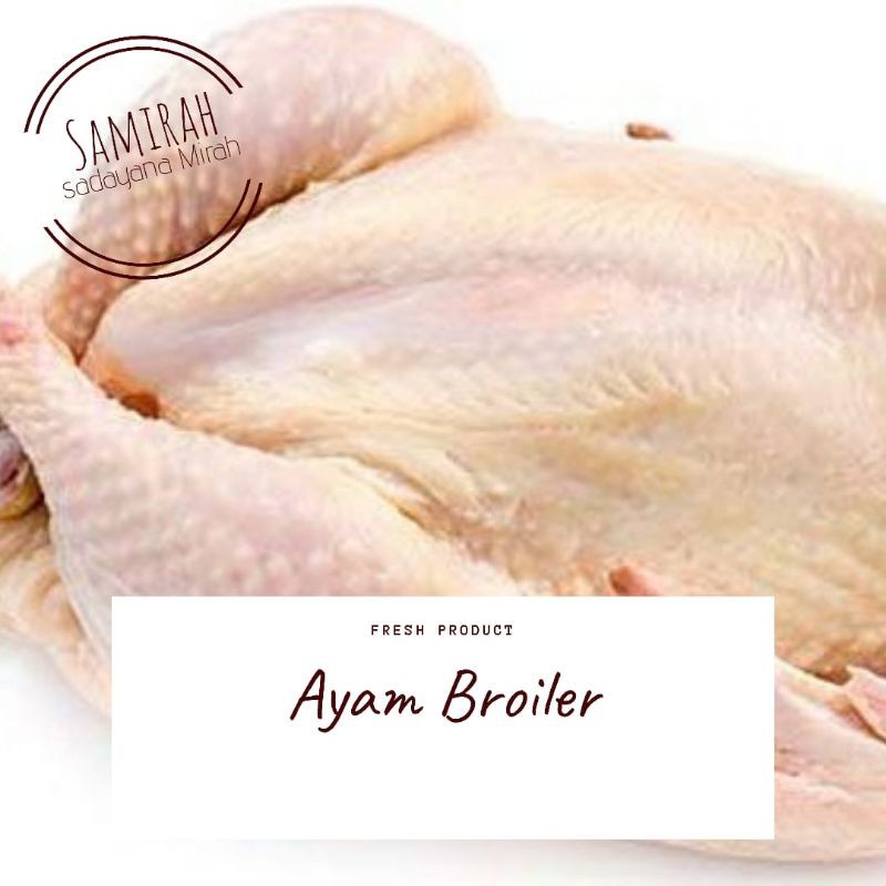 

Ayam potong broiler