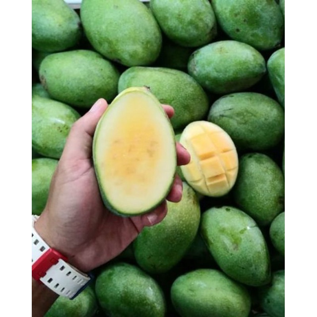 

Mangga Manalagi 1 Kg