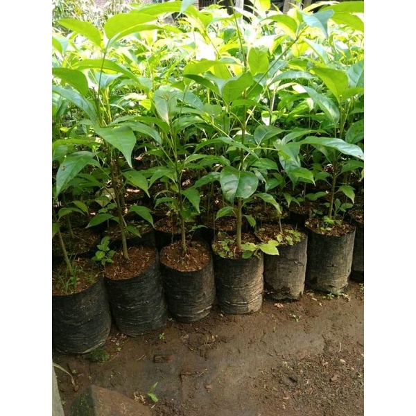 Bibit Bunga Tabebuya 3 bibit