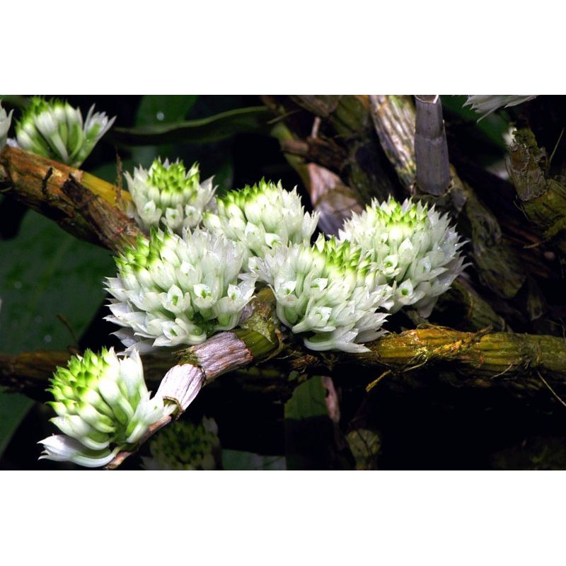 Dendrobium capituliflorum sp papua