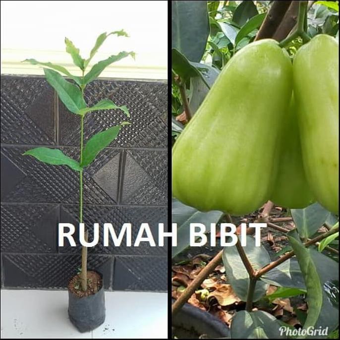 Bibit Tanaman Bibit Tanaman Jambu Air Madu Deli
