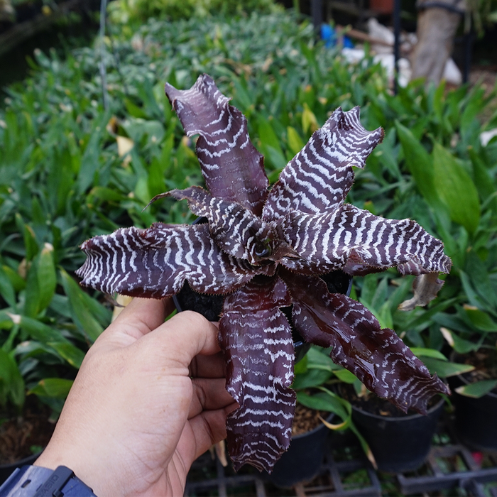 Cryptanthus zonatus 'zebrinus' - Tanaman hias Cryptantus / bromeliad
