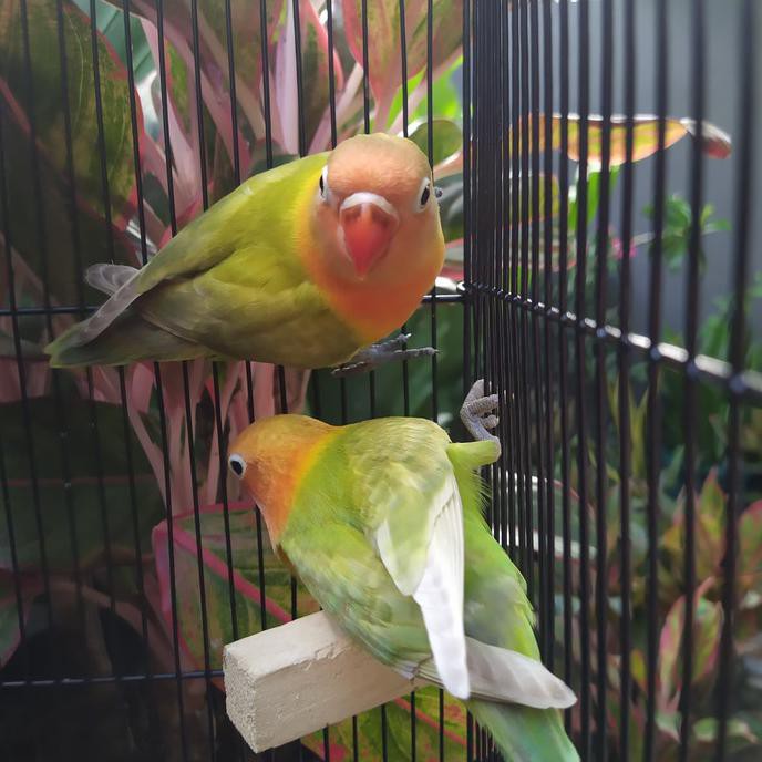 Burung Lovebird | Lakbet Paud | Pasjo Sepasang paud