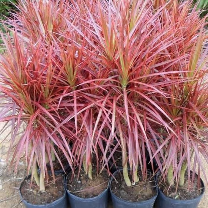 Tanaman Hias Dracaena Tricolor