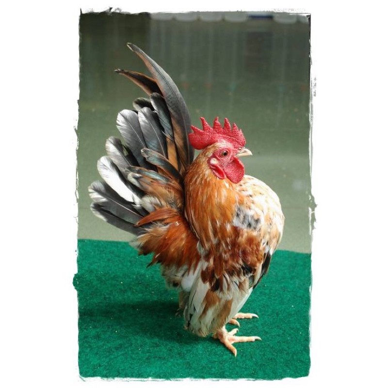 TELUR AYAM HIAS SERAMA DI TETASKAN