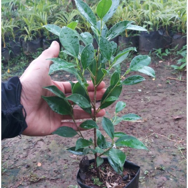 beringin kimeng bahan bonsai