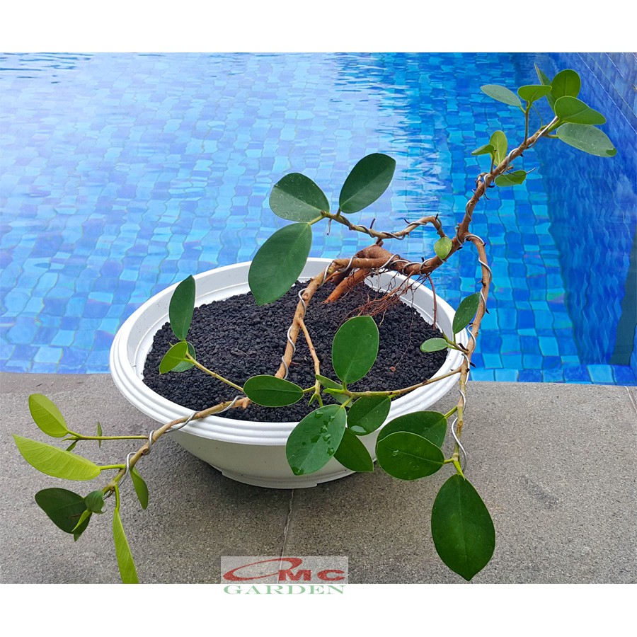 Tanaman Hias Pohon Bonsai Mame Beringin Korea Mini Dolar B-BK-017