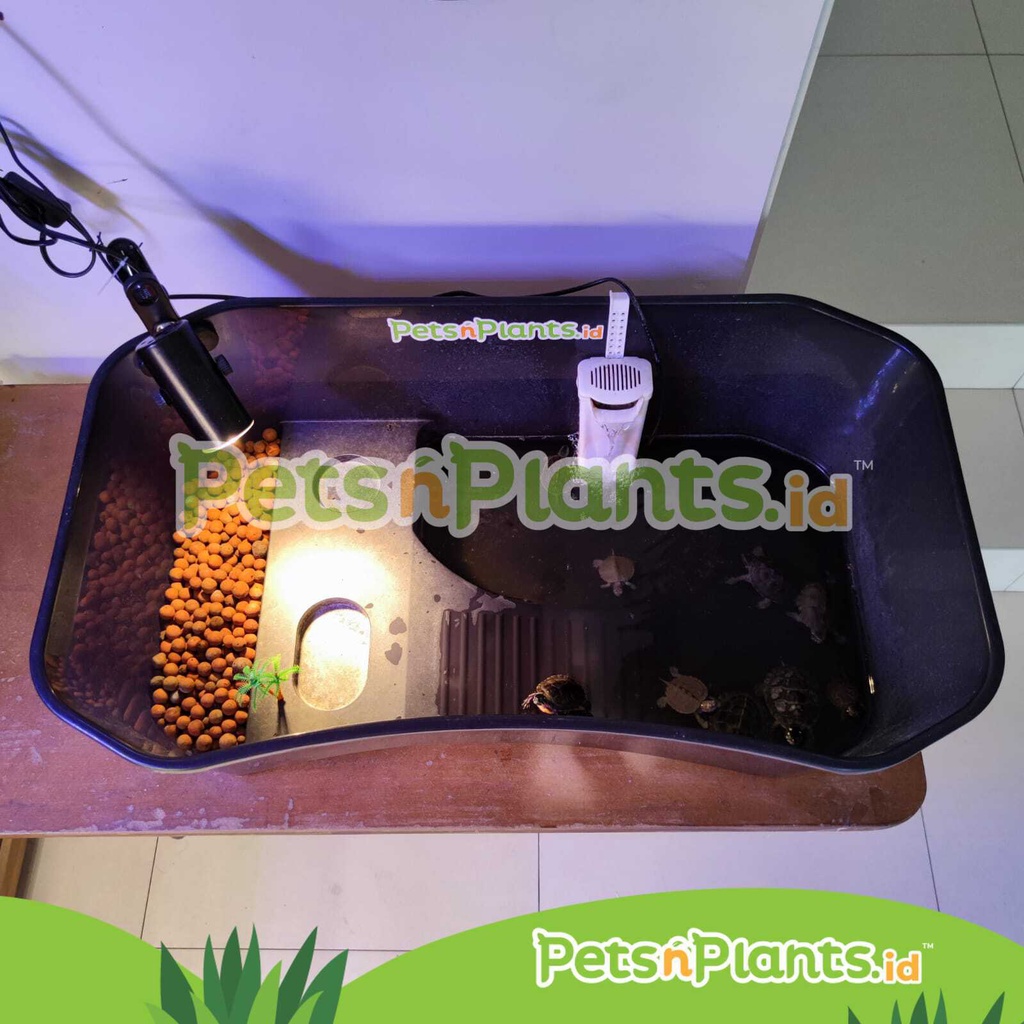 Akuarium Kandang Tempat Kura Kura Air - Turtle Tank Plastik PP Import - (M) = 40 x 24 x 13 cm