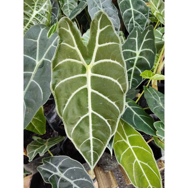 alocasia watsoniana sp langkat