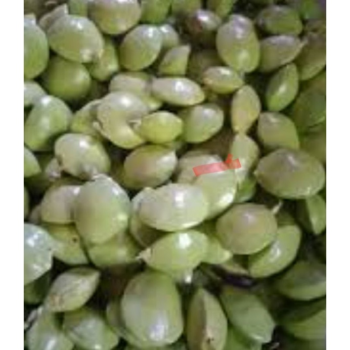 

jengkol muda segar 250grm
