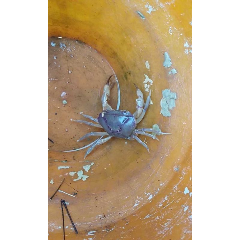 Yuyu kepiting sawah