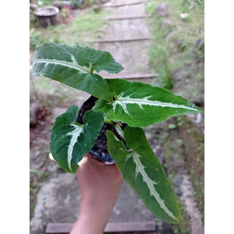 Syngonium Wendlandii