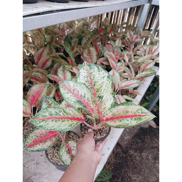 Aglaonema sweet dream