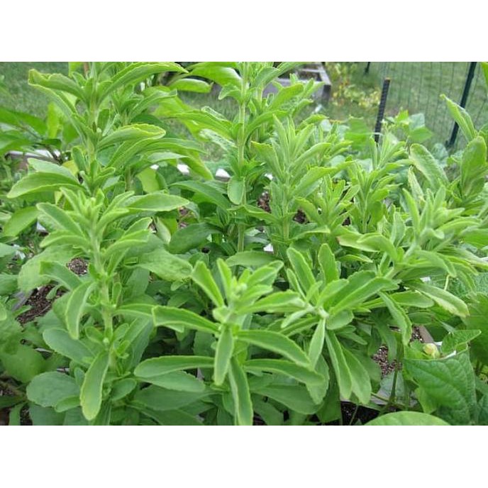 Produk Special Benih-Bibit Herba Stevia (Haira Seed)
