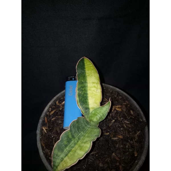 sansivera varigata marcophila