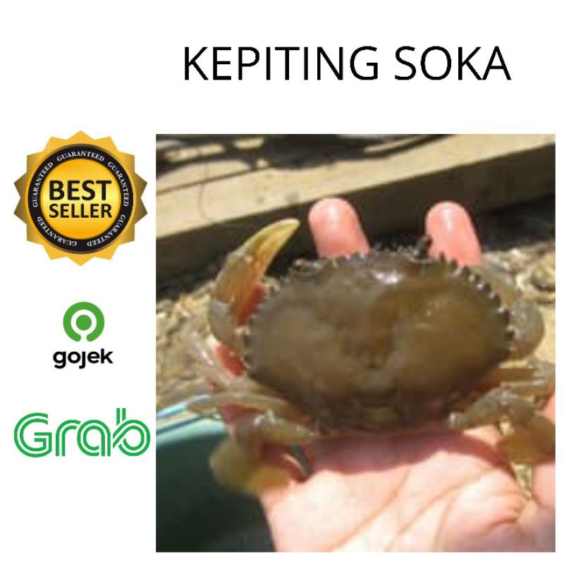 Kepiting Soka 500 Gram Kepiting Segar Kepiting Lunak Kepiting Mentah Kepiting Beku Rajungan Shopee Indonesia