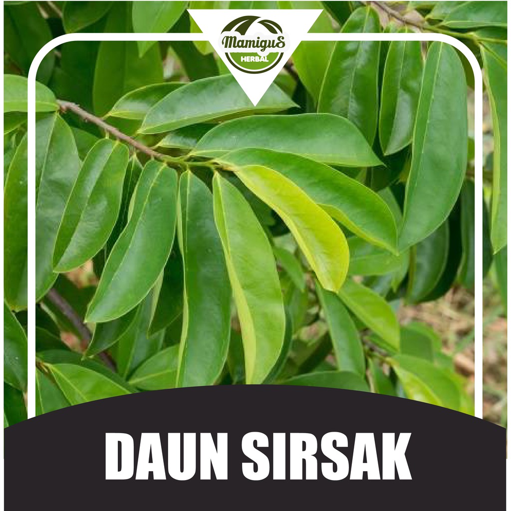 

Daun Sirsak Segar 100 Lembar