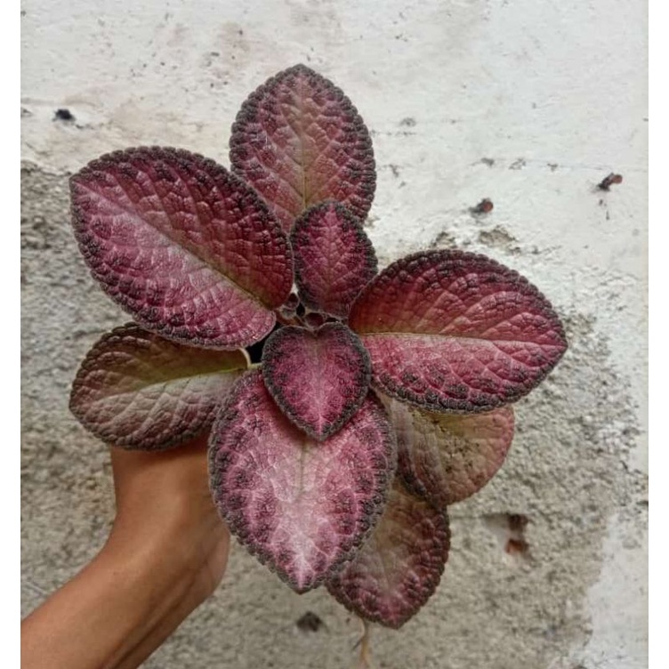 Episcia Strawberry Patch Bunga Orange