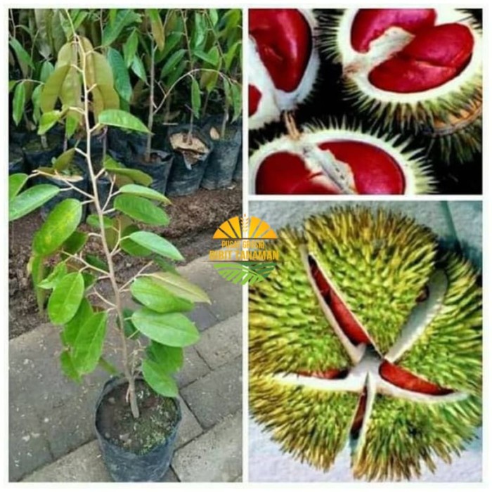 Asli Bibit durian merah super Terlaris