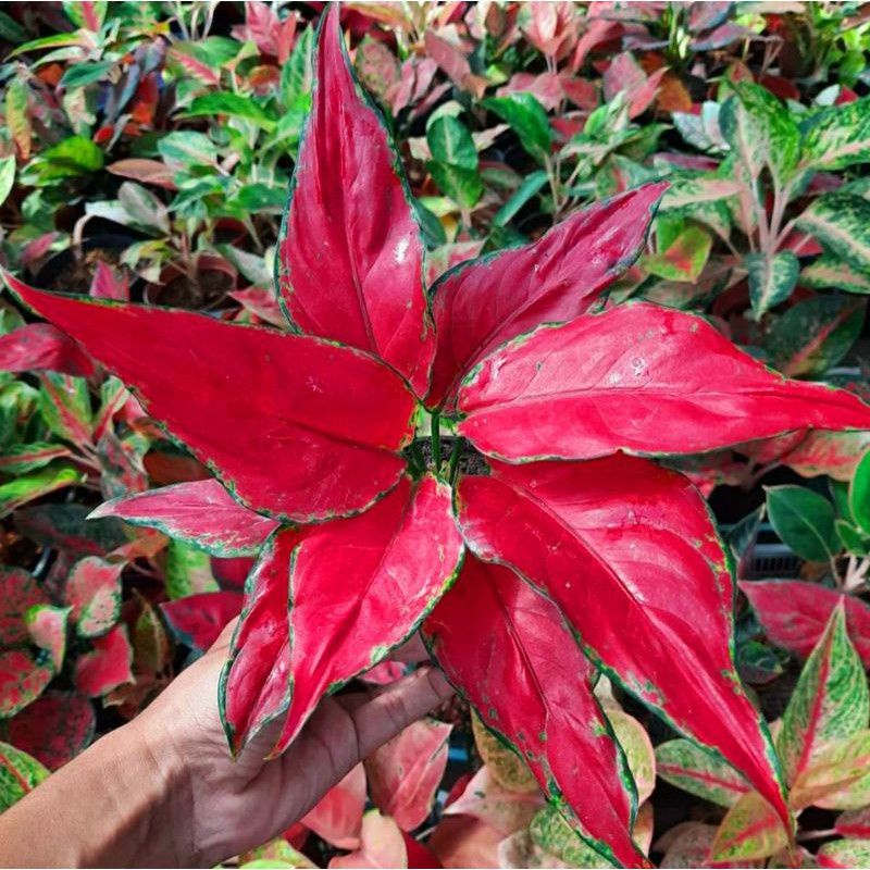 Aglaonema ruby garuda / Aglonema ruby garuda florist nursery / Aglonema ruby garuda (Tanaman hias ag