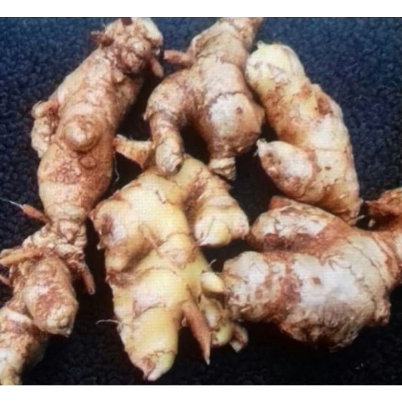 Lempuyang gajah segar 500 gram