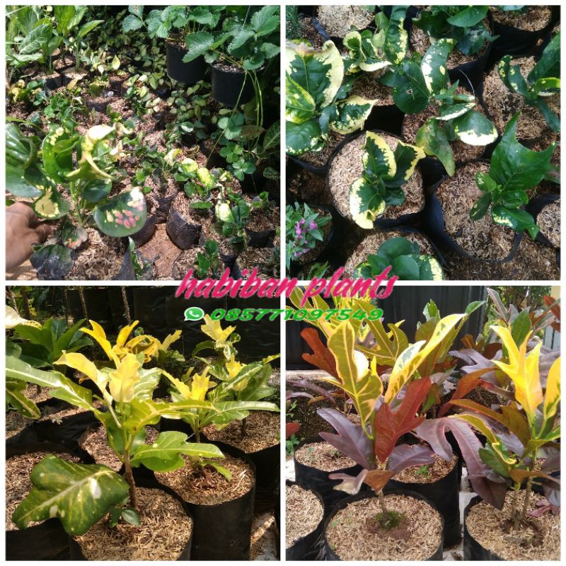 paket tanaman puring paket pohon puring