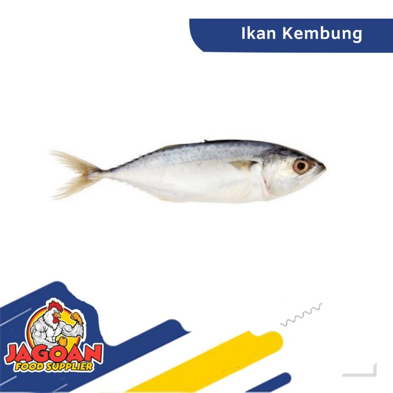 

IKAN KEMBUNG / IKAN SEGAR