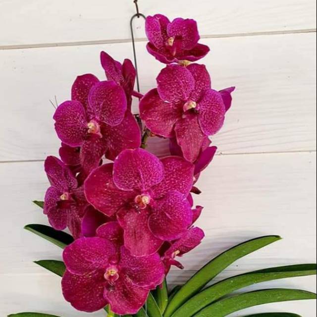 Anggrek Vanda Pink Dewasa Hybrid sisp Bunga