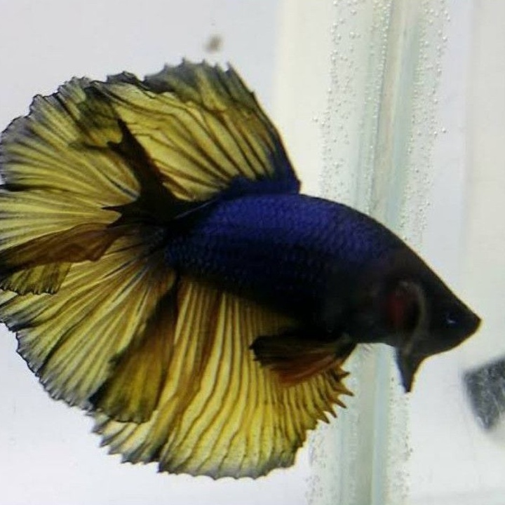 

Cupang Halfmoon YELLOW Mustard MG