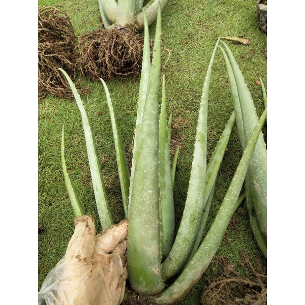 LIDAH BUAYA BARBADENSIS JUMBO MURAH