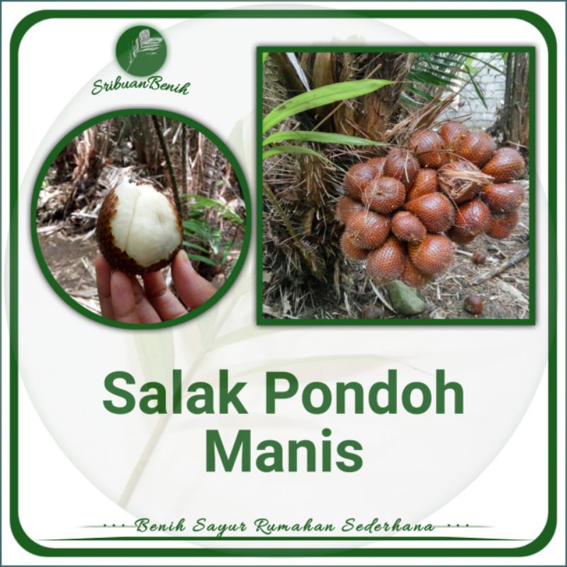 

Salak Pondoh Manis 1 kg (MANIS ALAMI) SALAK PONDOH ASLI Tanpa Pupuk Kimia - Ready Langsung Dari Kebun - Fress Petik Dari Kebun