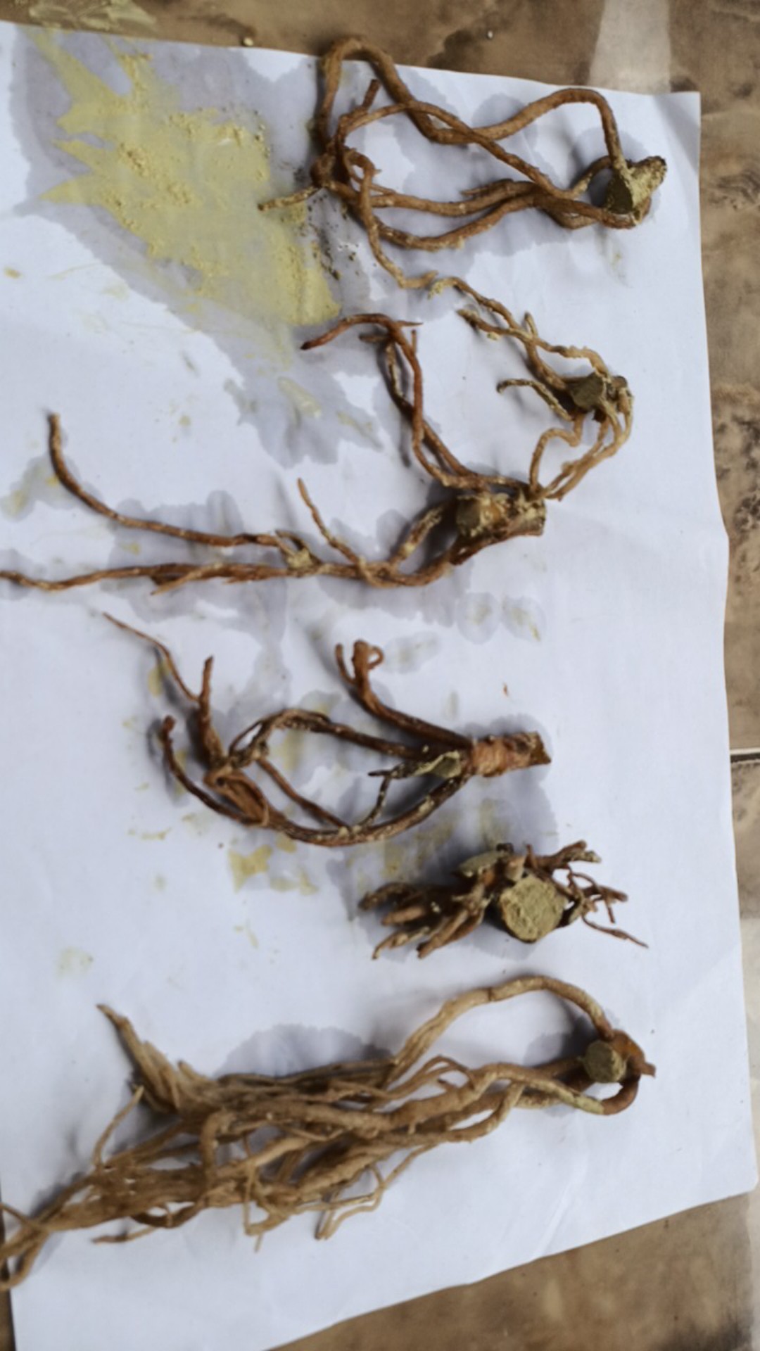 Promo!!! Bonggol Aglonema Golden Hope