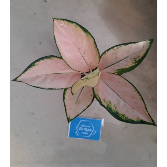 promo Tanaman Hias Aglaonema/Aglonema KOCHIN SUTRA