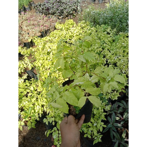 bibit tanaman anting putri - tanaman anting putri daun kuning