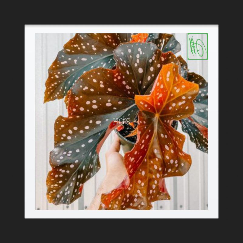 Tanaman Hias Begonia