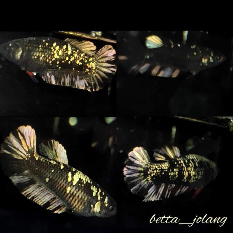 FEMALE AVATAR COOPER GOLD