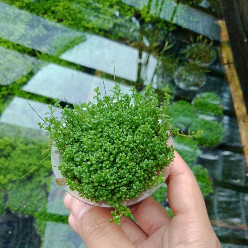 cuba tanaman karpet aquascape