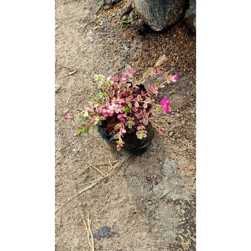 Tanaman Krokot Varigata Pink / Variegata Pink