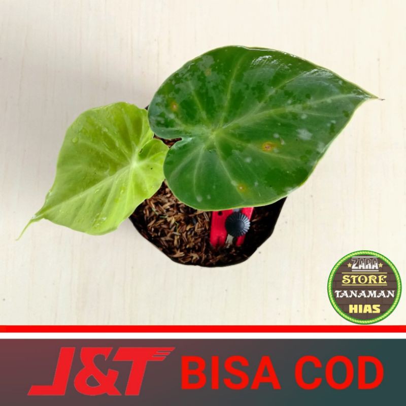 TANAMAN HIAS VIVIPARA / VIVIPARA LOVERS / BISA COD