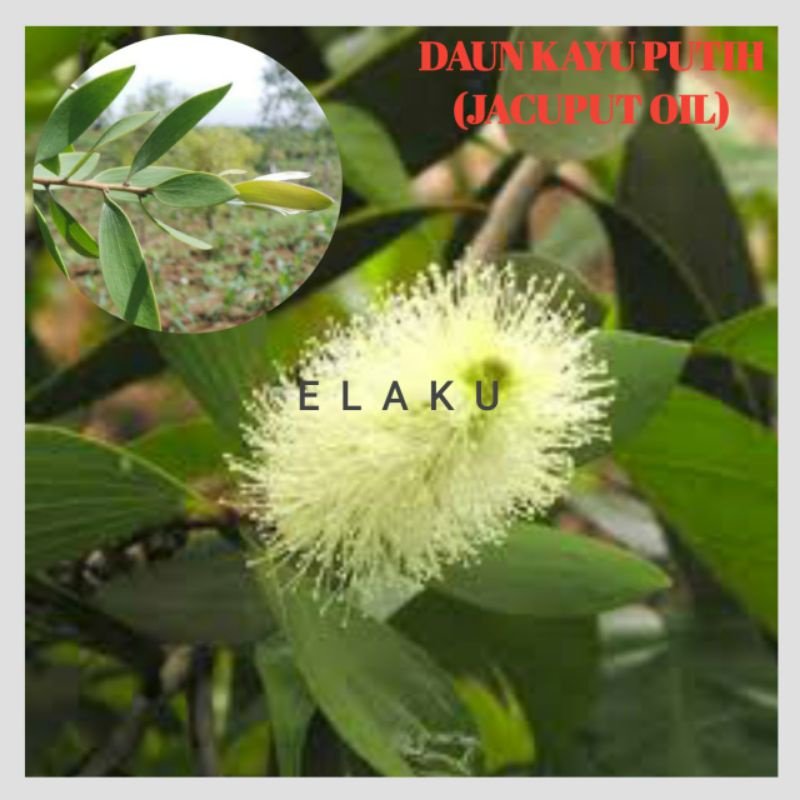 

Beli 5 Gratis 1 Daun Herbal Kayu Putih (Cajuput Oil)